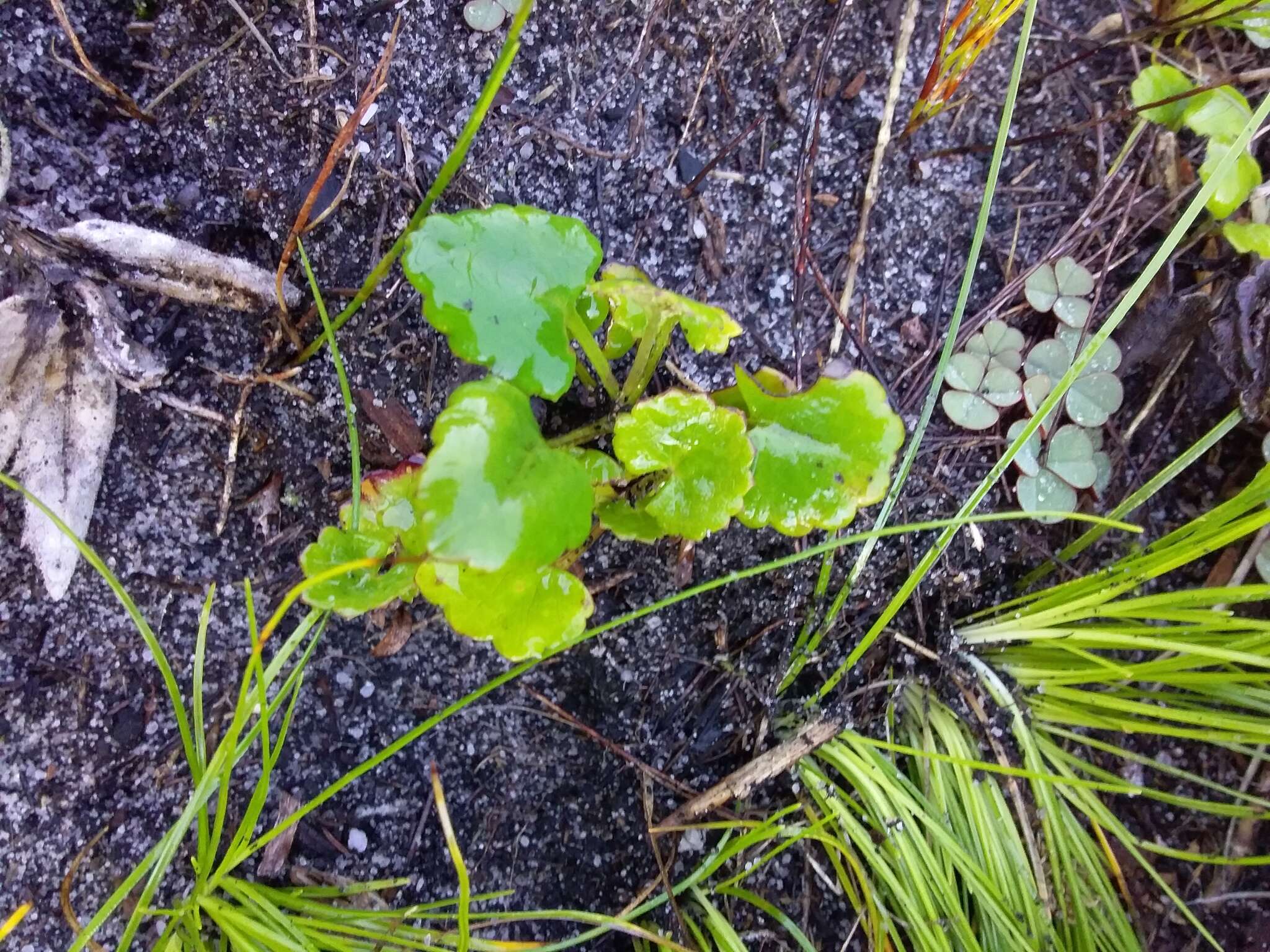 Image of Centella eriantha (Rich.) Drude