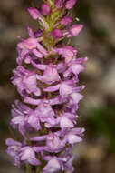 Image of Short spurred fragrant orchid