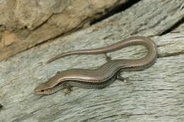 Image of Southern Prairie Skink