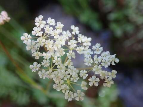 Oxypolis fendleri (A. Gray) Heller的圖片