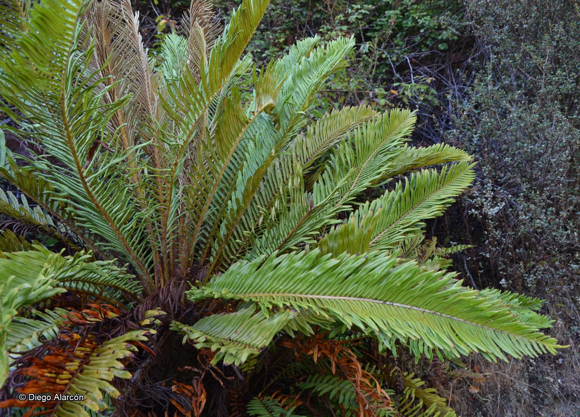 Image of Lomariocycas cycadifolia (Colla) Gasper & A. R. Sm.