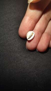 Image of European cowrie