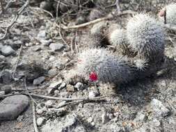 Image of Mammillaria haageana subsp. meissneri