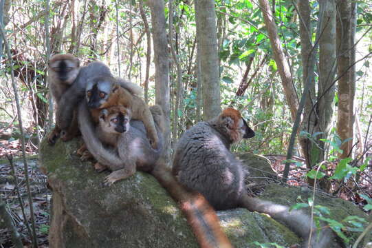 Image of Bennett's Brown Lemur