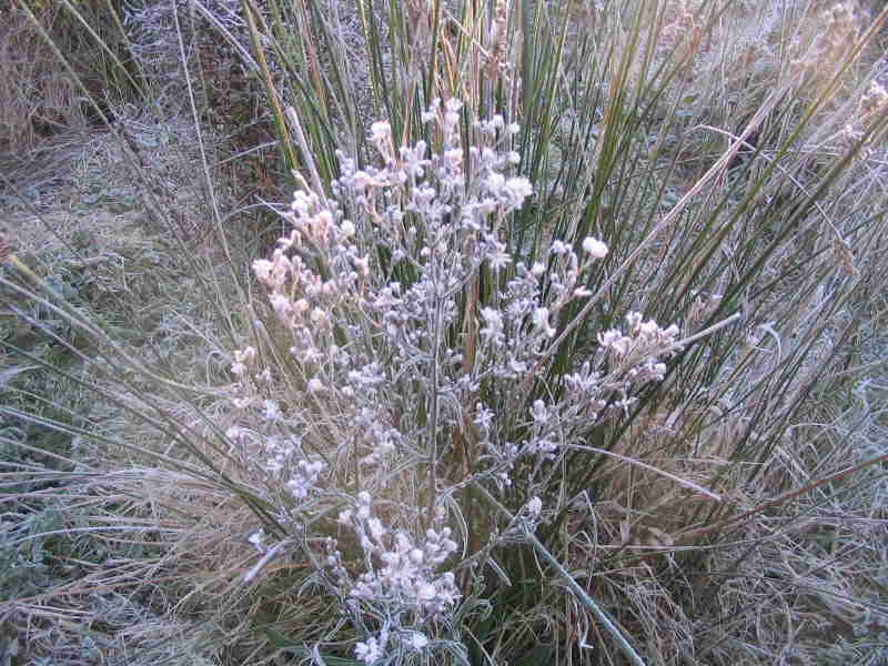 Image of Seaside American-Aster