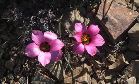 Image of Romulea subfistulosa M. P. de Vos