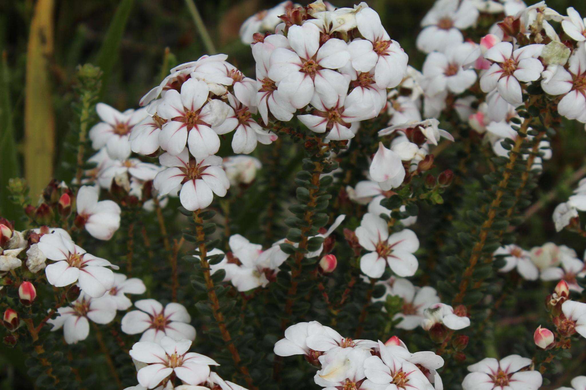 Image of Adenandra villosa subsp. villosa