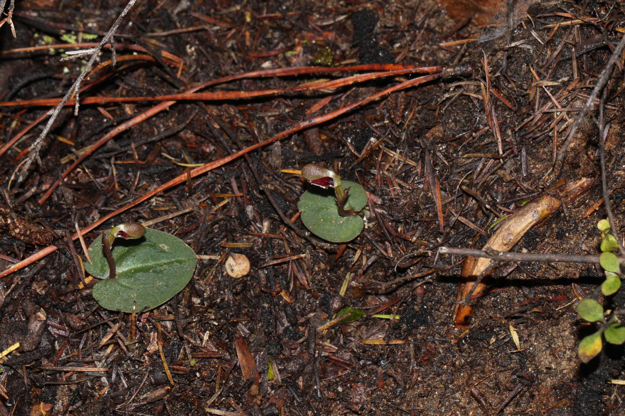 Image of Corybas rotundifolius (Hook. fil.) Rchb. fil.