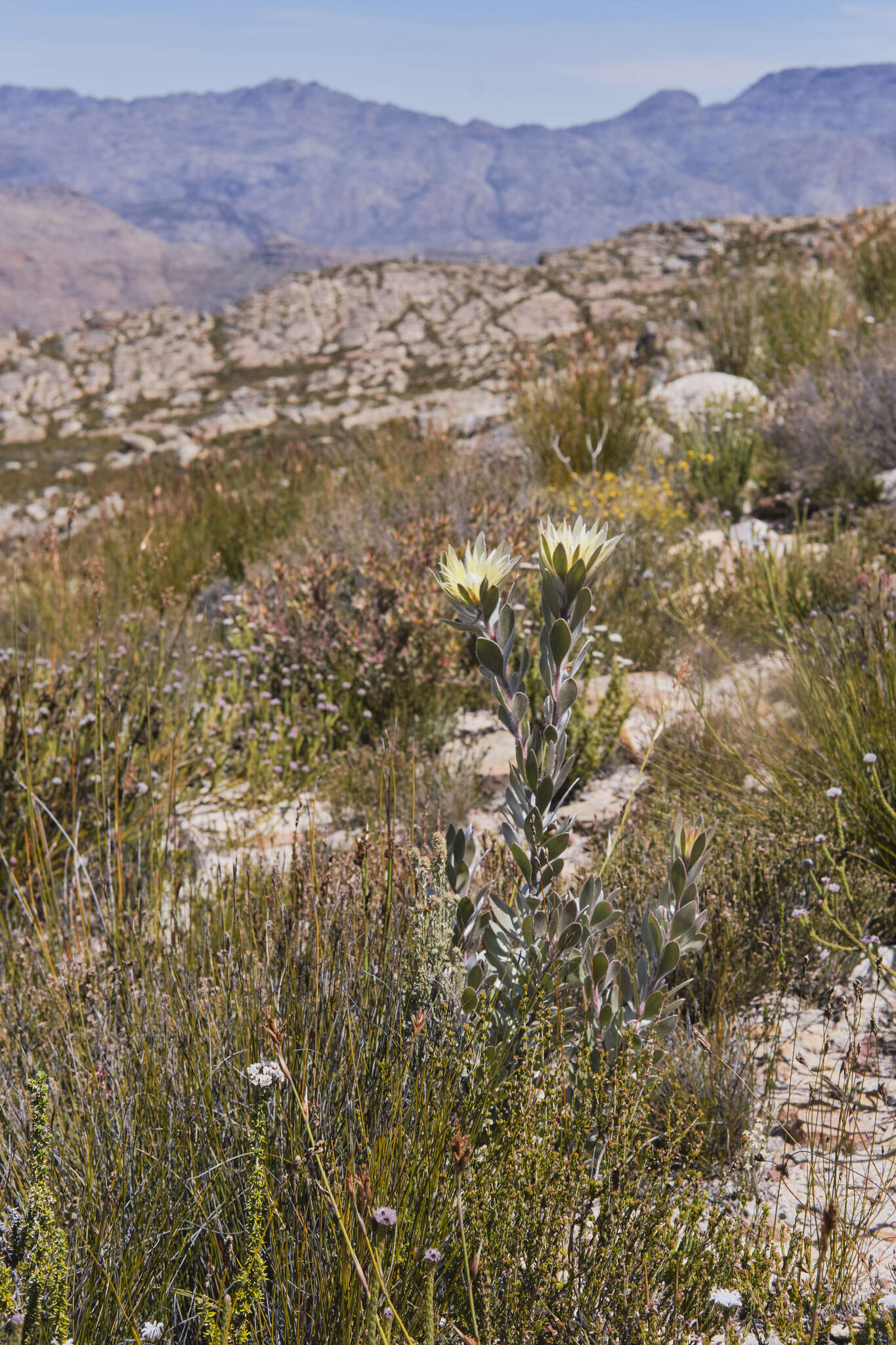 Image of Leucadendron bonum I. Williams