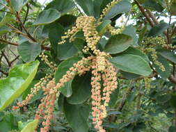 Clethra mexicana DC.的圖片