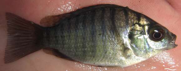 Image of Greenhead Tilapia