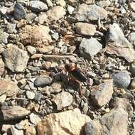 Image of Sierra Nevadan Saddle Bush-cricket