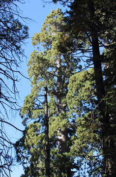 Image of giant sequoia