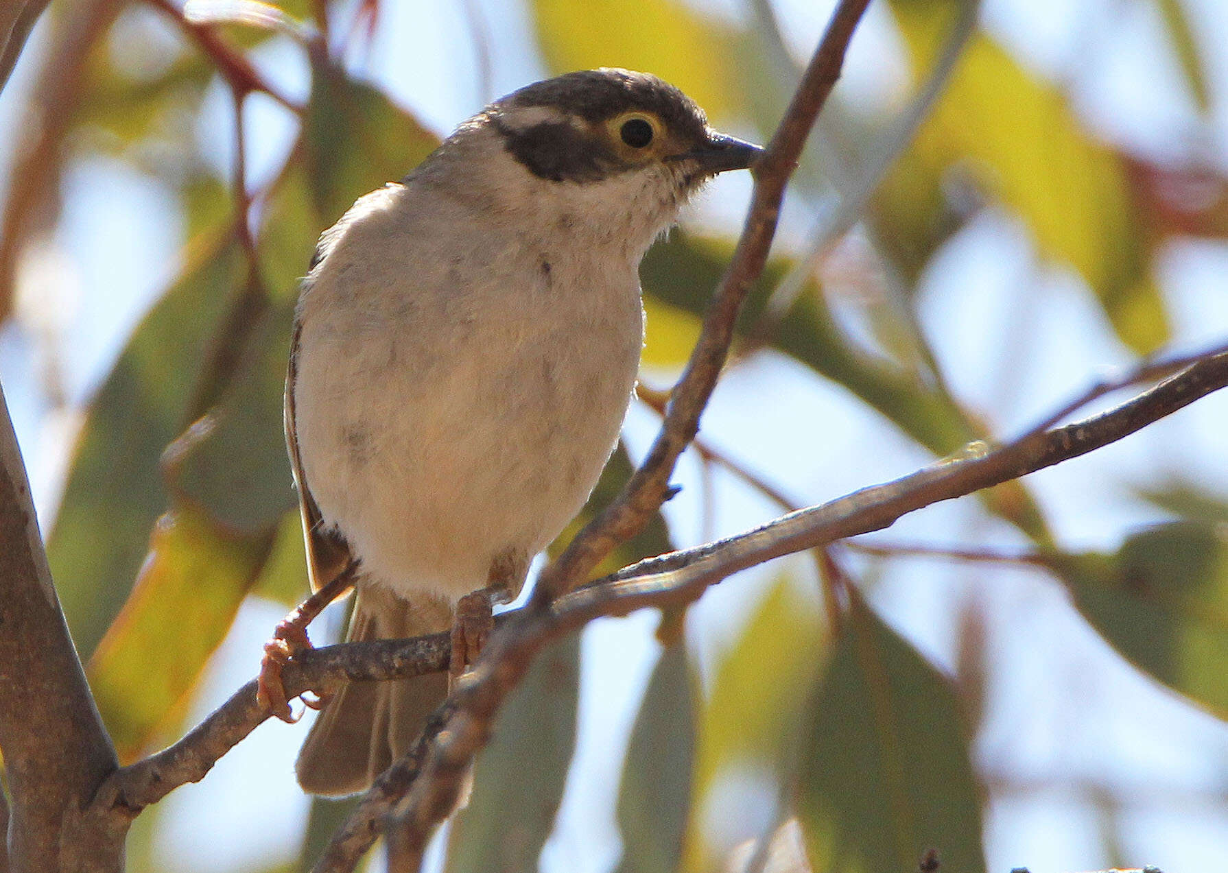 Image of Brown-headed Honeyeater