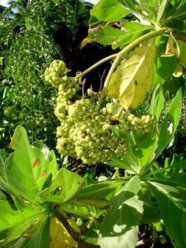 Image of Heliotropium arboreum (Blanco) Mabb.