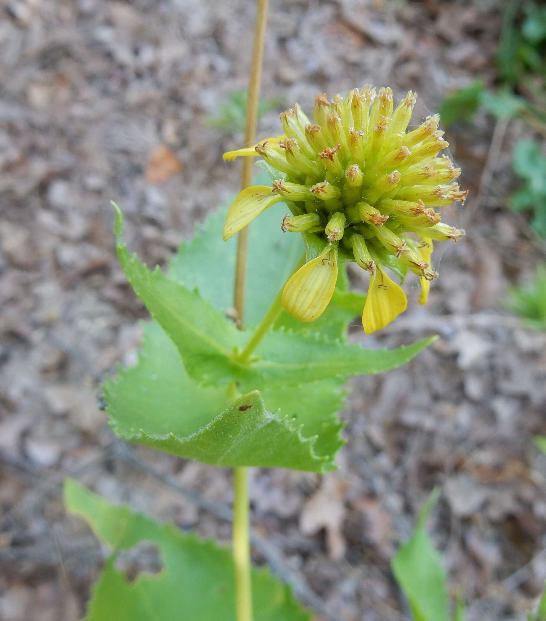 Image of Louisiana nerveray