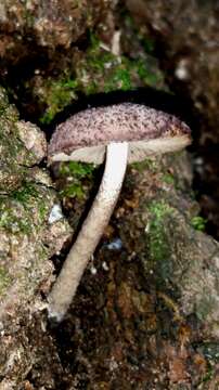 Image of Cystoagaricus hirtosquamulosus (Peck) Örstadius & E. Larss. 2015