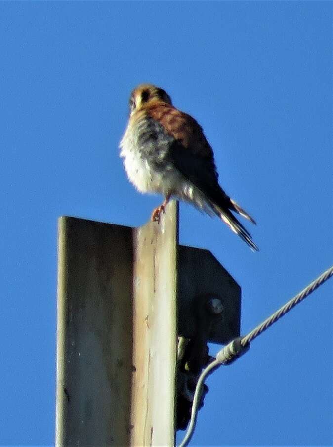 Image of Little Sparrow Hawk