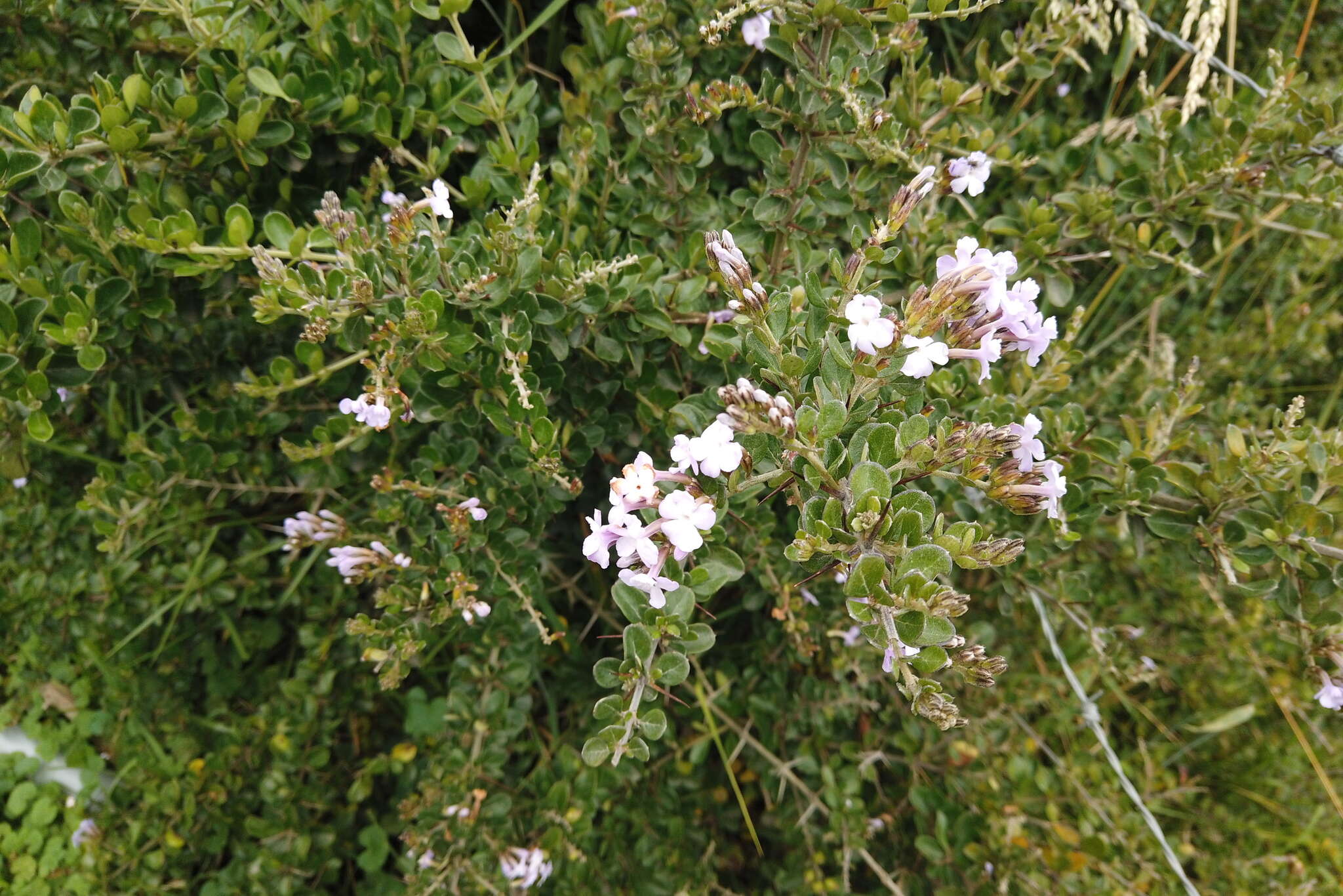 Image of Duranta triacantha Juss.