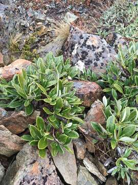 Image de Brachyglottis adamsii (Cheesem.) B. Nord.