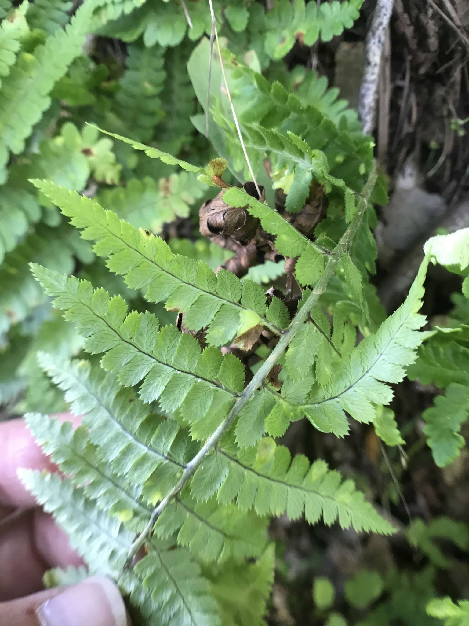 Plancia ëd Taphrina californica Mix 1938