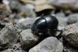 Слика од Phelotrupes (Eogeotrupes) laevistriatus (Motschulsky 1857)