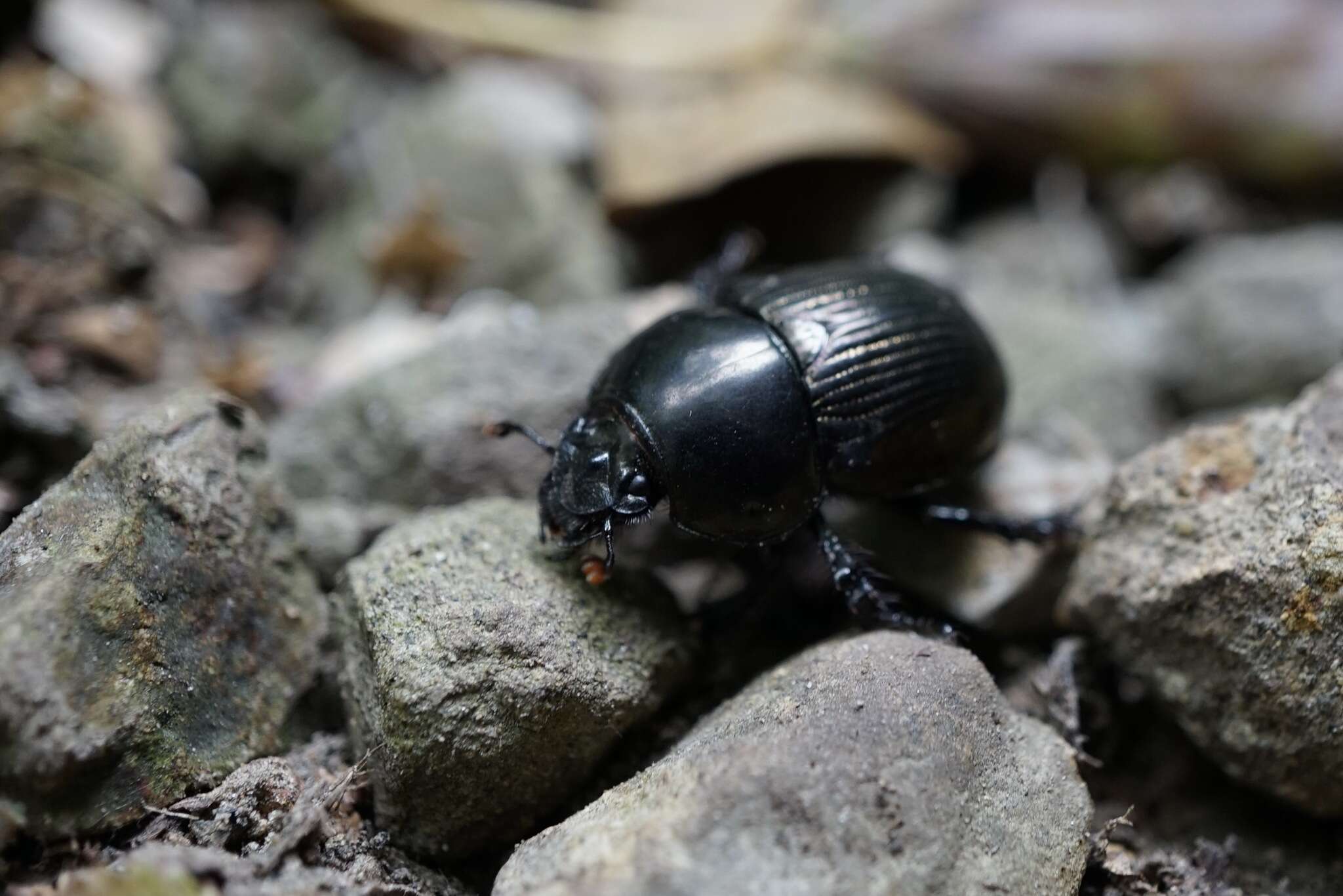 Image of Phelotrupes (Eogeotrupes) laevistriatus (Motschulsky 1857)