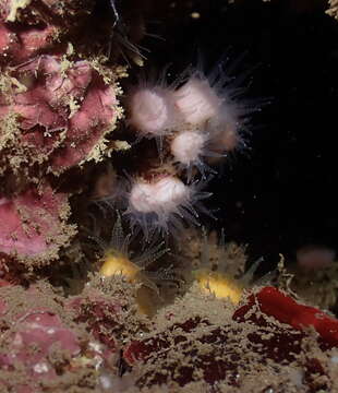 Image of Cladopsammia eguchii (Wells 1982)