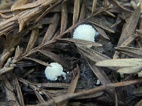 Image of Modicella malleola (Harkn.) Gerd. & Trappe 1974