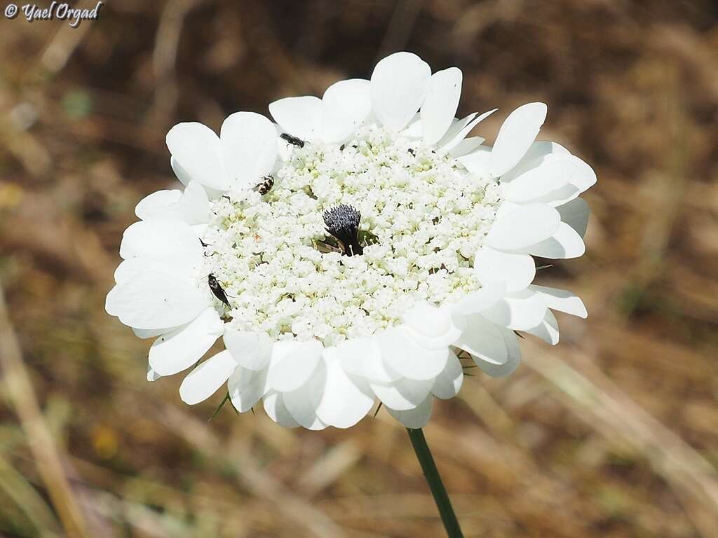 Image of Artedia squamata L.