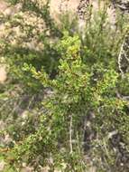 Image de Myrothamnus flabellifolius (Sond.) Welw.