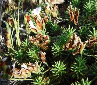 Image of Limonium kraussianum (Buchinger ex Boiss.) Kuntze