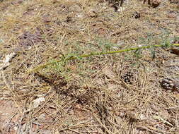 Image of bluehead gilia