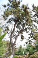 Image of Chinese Red Pine