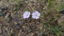 Image of Silene linnaeana V. N. Voroschilov