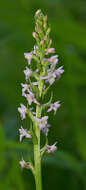 Image of Short spurred fragrant orchid