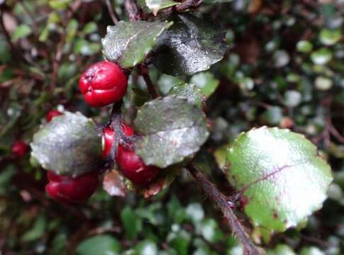 Image of Gaultheria antipoda Forst. fil.