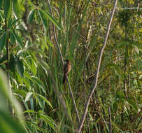 Image of Slender-billed Babbler