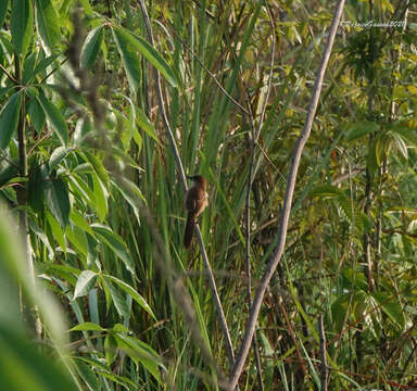 Image of Slender-billed Babbler