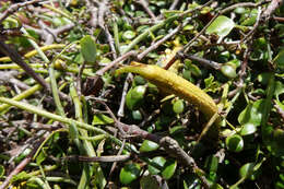 Image of Puccinia kinseyi G. Cunn. 1928