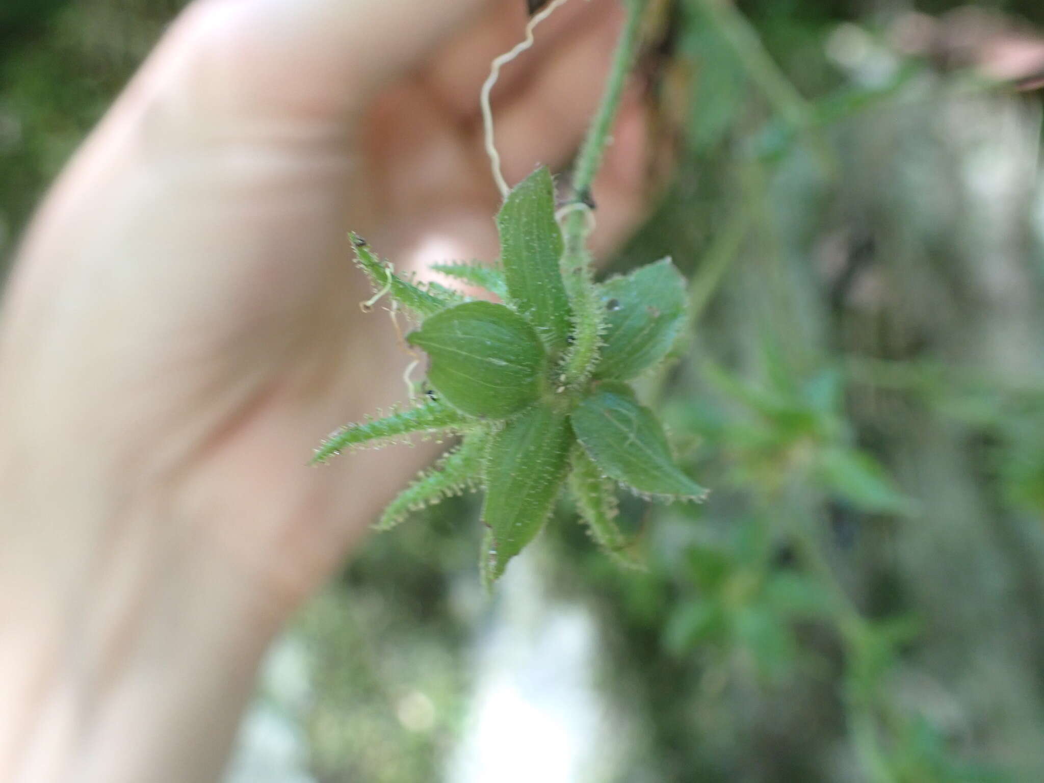 Image of Smallanthus siegesbeckius (DC.) H. Rob.