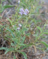 Image de Penstemon grinnellii Eastw.