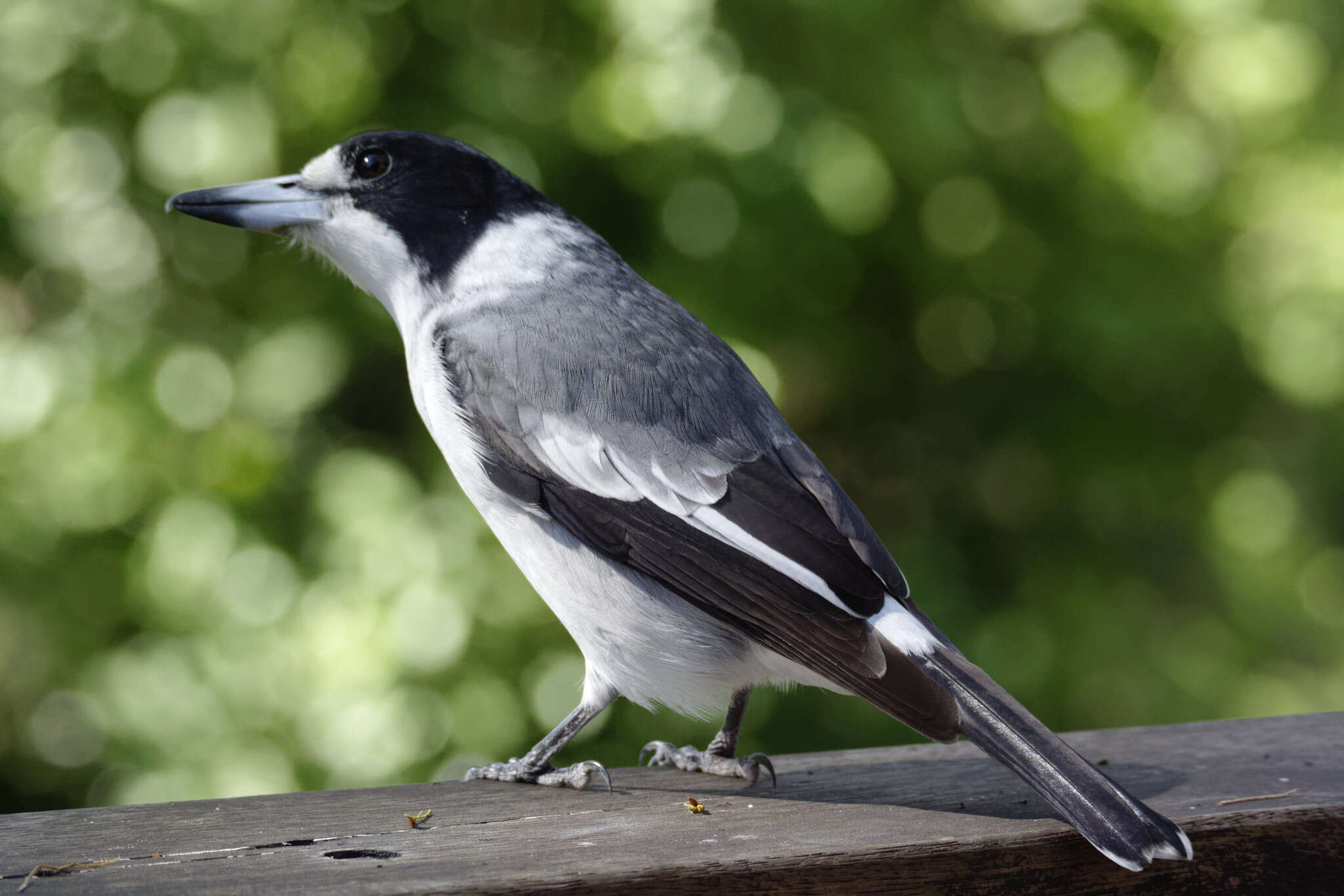 Image of Grey Butcherbird