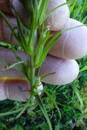 Image of attenuate Indian paintbrush