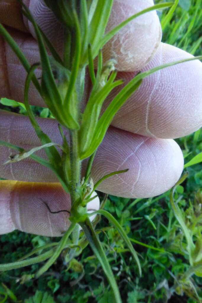 Image of attenuate Indian paintbrush