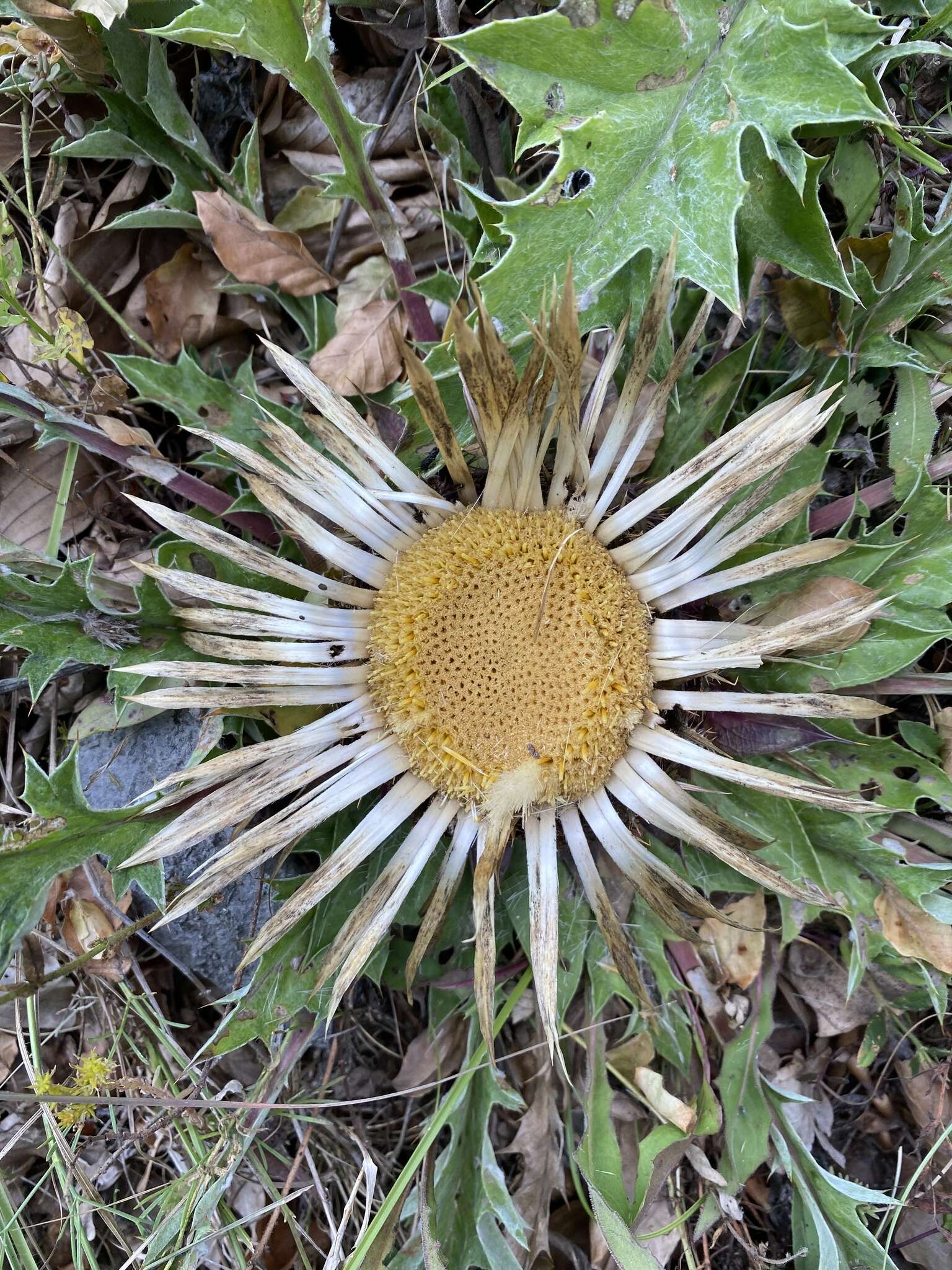 Image of Carlina acanthifolia subsp. utzka (Hacq.) H. Meusel & A. Kästner