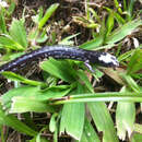 Image of Los Diamantes Worm Salamander