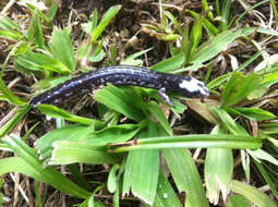 Image of Los Diamantes Worm Salamander