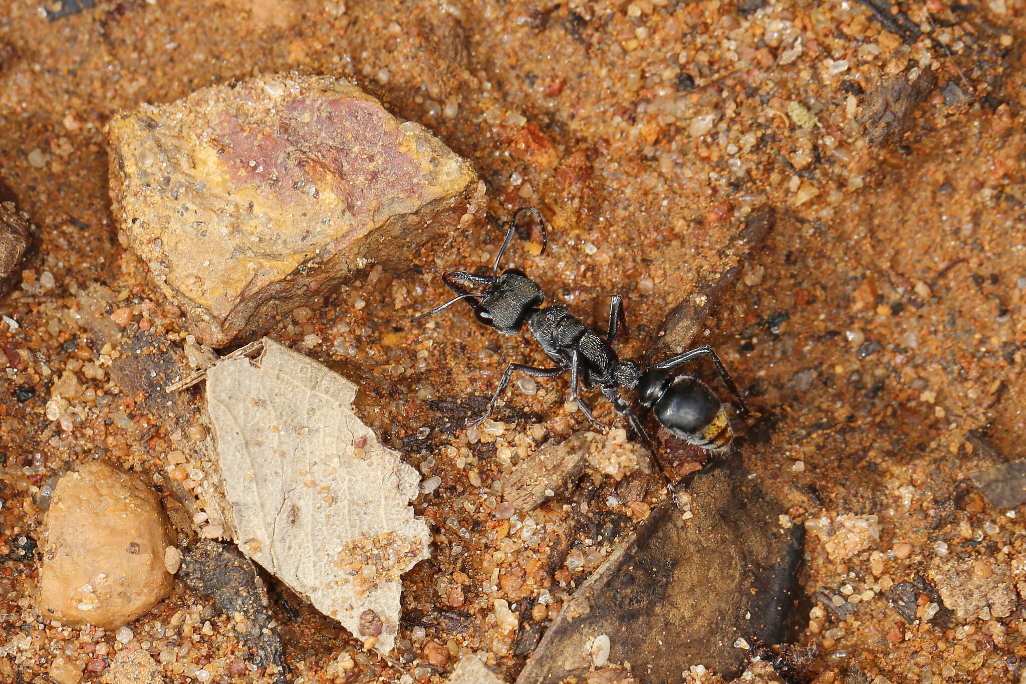 Image of Myrmecia tepperi Emery 1898