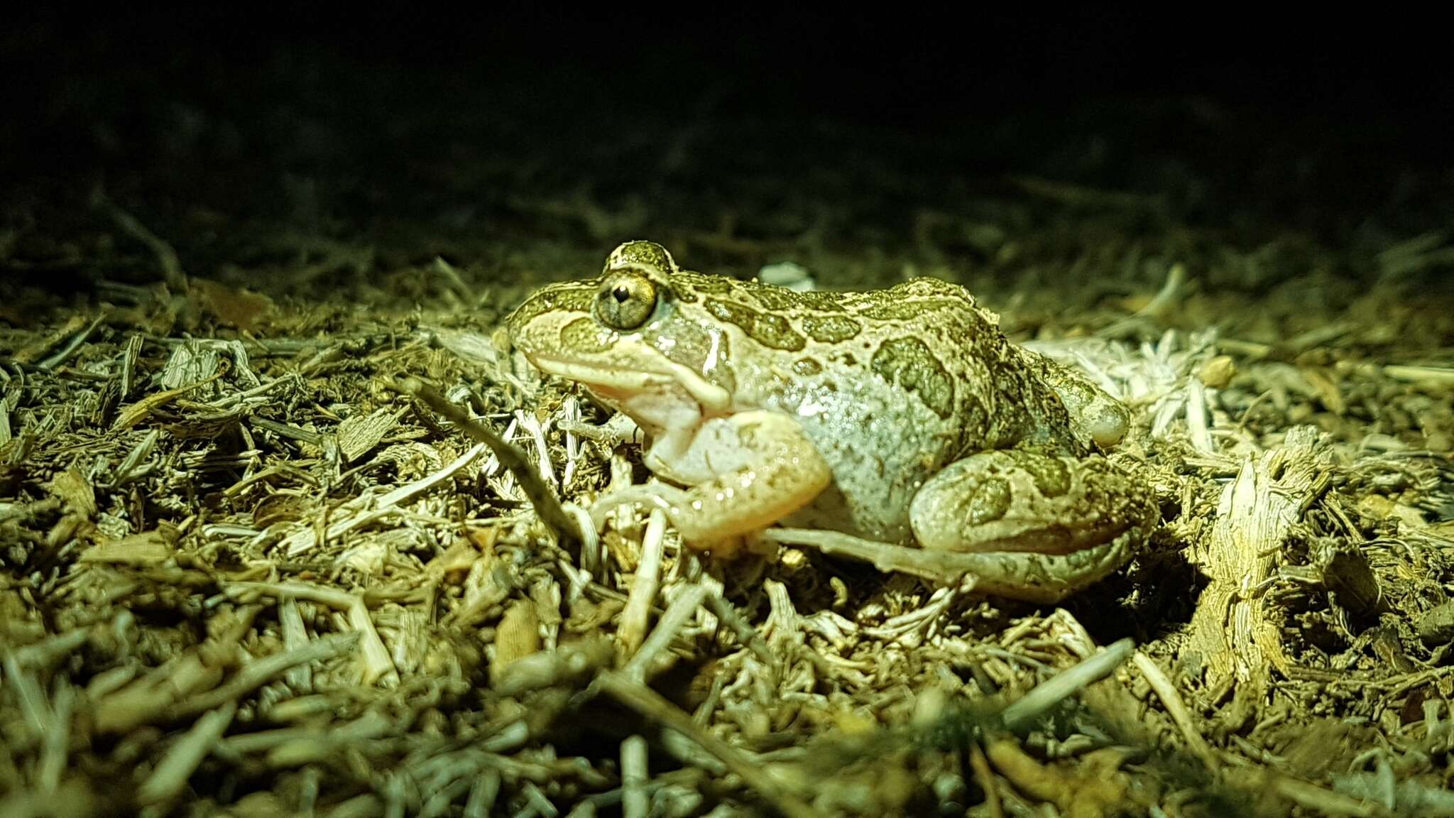 Image de Limnodynastes tasmaniensis Günther 1858